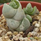 Collecion de cesarschuster