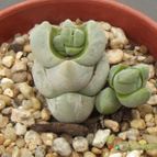 Collecion de cesarschuster