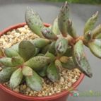 Collecion de cesarschuster