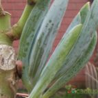 Collecion de cesarschuster