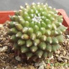 Collecion de cesarschuster