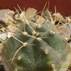 Collecion de cesarschuster