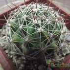 Collecion de cesarschuster