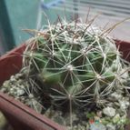 Collecion de cesarschuster