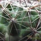 Collecion de cesarschuster