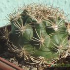 Collecion de cesarschuster