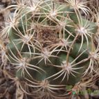 Collecion de cesarschuster