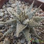 Collecion de cesarschuster