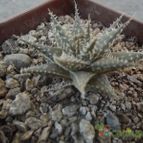 Collecion de cesarschuster