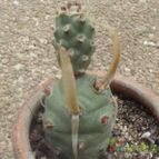 Collecion de cesarschuster