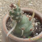 Collecion de cesarschuster