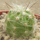 Collecion de cesarschuster