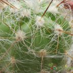 Collecion de cesarschuster