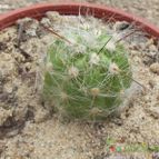 Collecion de cesarschuster