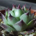 Collecion de cesarschuster
