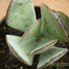 Collecion de cesarschuster