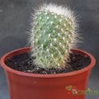 Collecion de cesarschuster