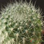 Collecion de cesarschuster