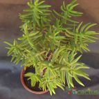 Collecion de cesarschuster
