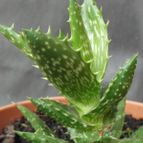 Collecion de cesarschuster