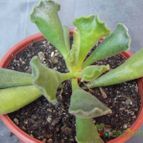 Collecion de cesarschuster