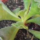 Collecion de cesarschuster