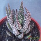 Collecion de cesarschuster