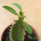 Collecion de cesarschuster