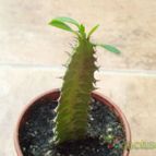 Collecion de cesarschuster