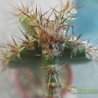 Collecion de cesarschuster