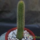 Collecion de cesarschuster