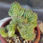 Collecion de cesarschuster