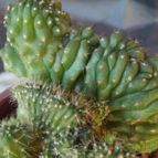 Collecion de cesarschuster