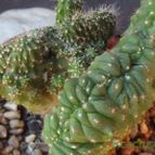 Collecion de cesarschuster