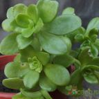 Collecion de cesarschuster
