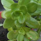 Collecion de cesarschuster