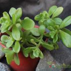 Collecion de cesarschuster