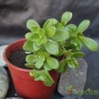 Collecion de cesarschuster