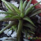 Collecion de cesarschuster