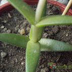 Collecion de cesarschuster