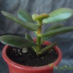 Collecion de cesarschuster