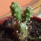Collecion de cesarschuster