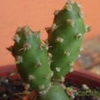 Collecion de cesarschuster
