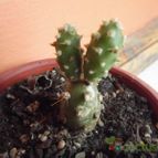 Collecion de cesarschuster