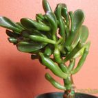 Collecion de cesarschuster