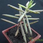 Collecion de cesarschuster