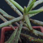 Collecion de cesarschuster