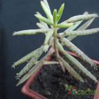 Collecion de cesarschuster
