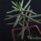 Collecion de cesarschuster