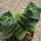 Collecion de cesarschuster